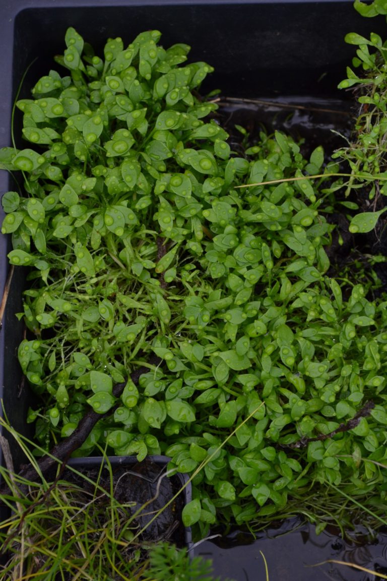 Pourpier Dhiver Le Potager Du Gailleroux Permaculture