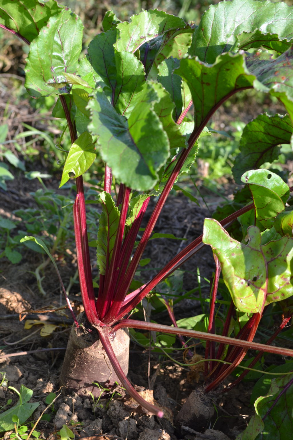 Betterave Cylindra (graines) - Le Potager du Gailleroux