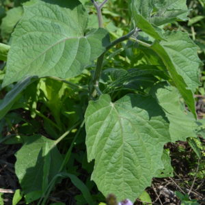 Physalis Cerise de terre