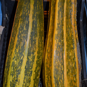 Courgette Costata Romanesco