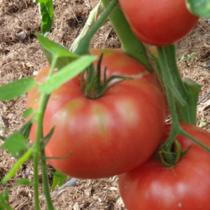 Tomate Grégory Altaï