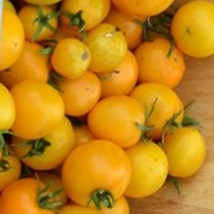 Tomate Taxi Yellow