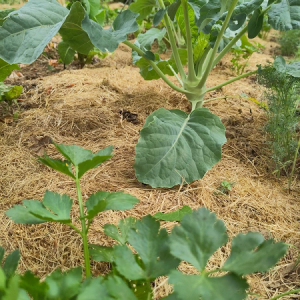 Les associations de plantes au Potager