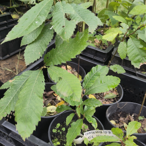 Châtaigner à gros fruits