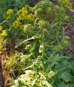 Chou Brocoli-Rave