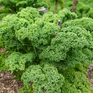 Chou Kale grand vert du Nord