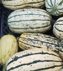 Courge Delicata