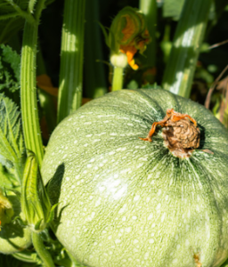 Courgette ronde de Nice