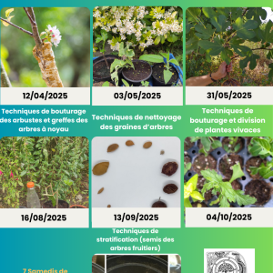 Cycle de formation complet : multiplier les espèces comestibles d’un jardin-forêt