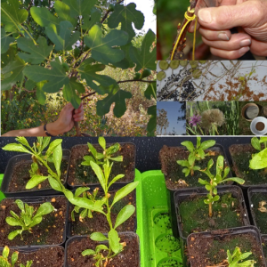 Cycle de formation complet : multiplier les espèces comestibles d’un jardin-forêt