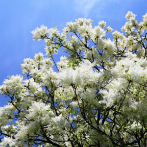 Frêne à fleurs