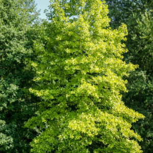 Ginkgo biloba