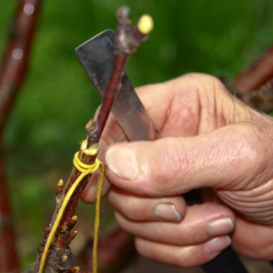 Greffer des arbres fruitiers