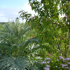 Démarrer un jardin-forêt