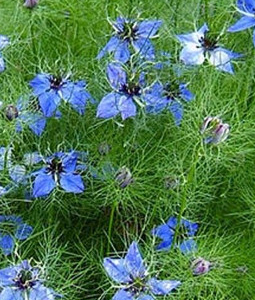 Nigelle de Damas