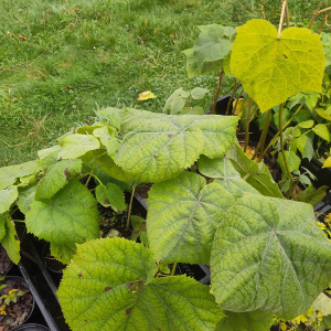 Paulownia