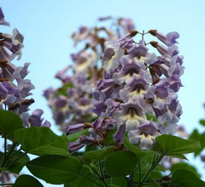 Paulownia