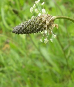 Plantain lancéolé