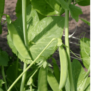 Pois mangetout Héraut