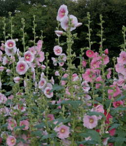 Rose trémière rose