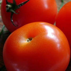 Tomate Merveille des marchés