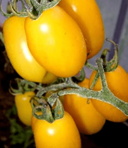 Tomate Taiko