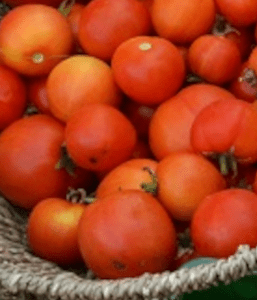 Tomate rouge de Calabash