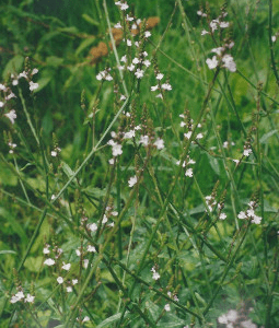 Verveine officinale