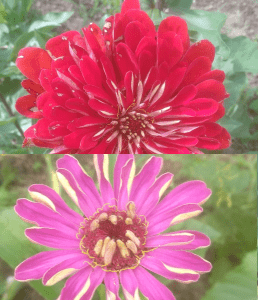 Zinnia géant de Californie