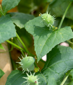 Cyclanthère « avec picots souples »